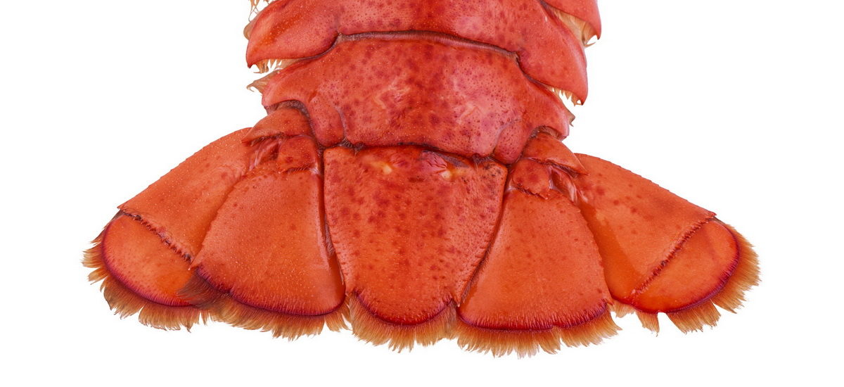 Lobstertail